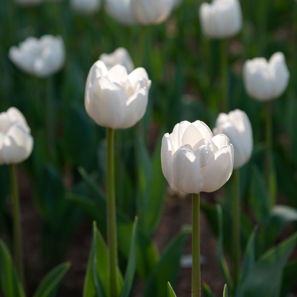 Späte Einfache Tulpe Angels Wish