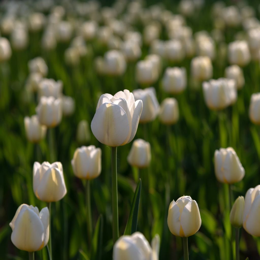 Späte Einfache Tulpe Angels Wish