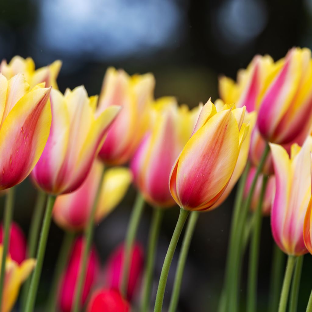 Späte Einfache Tulpe Blushing Beauty
