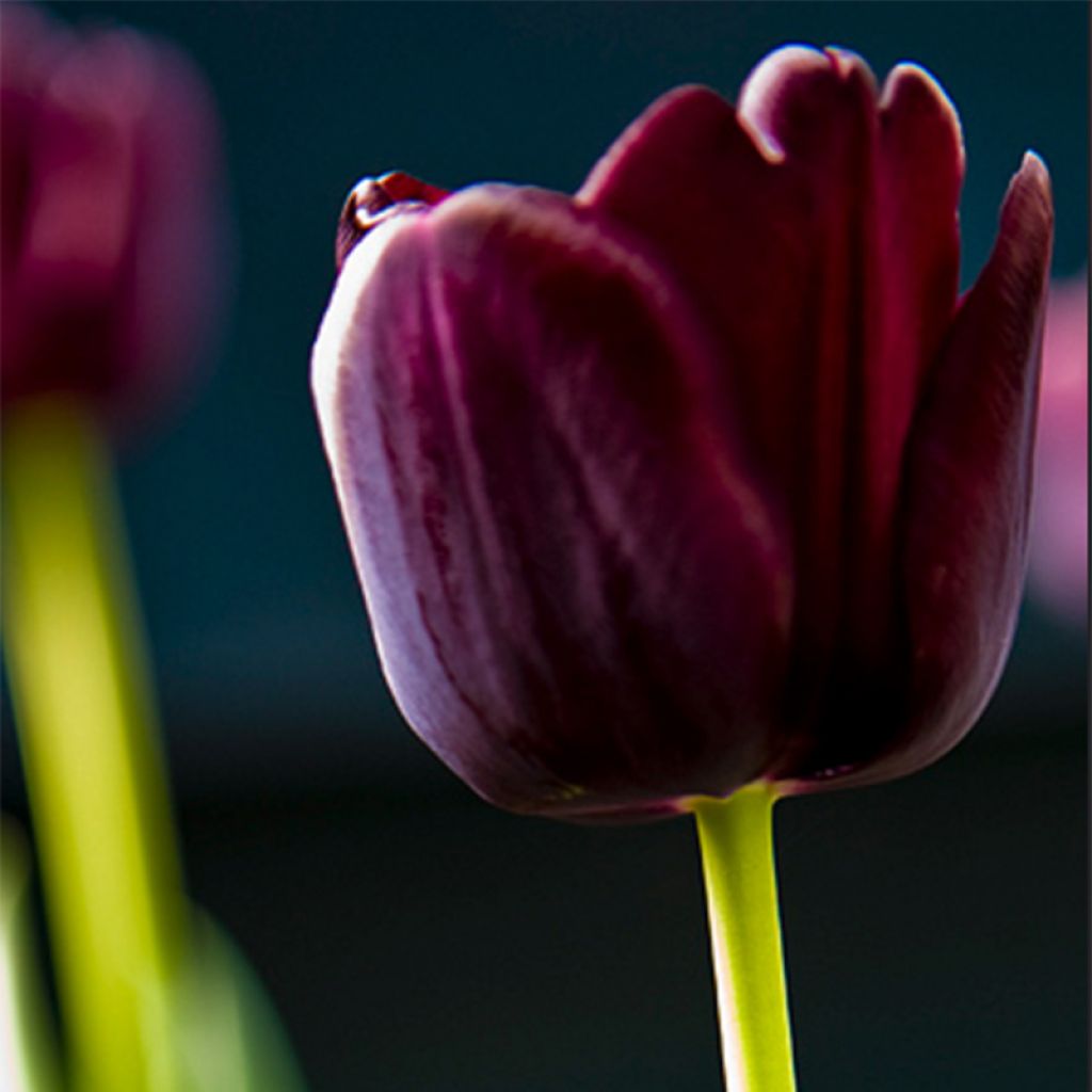 Triumph-Tulpe Paul Scherer
