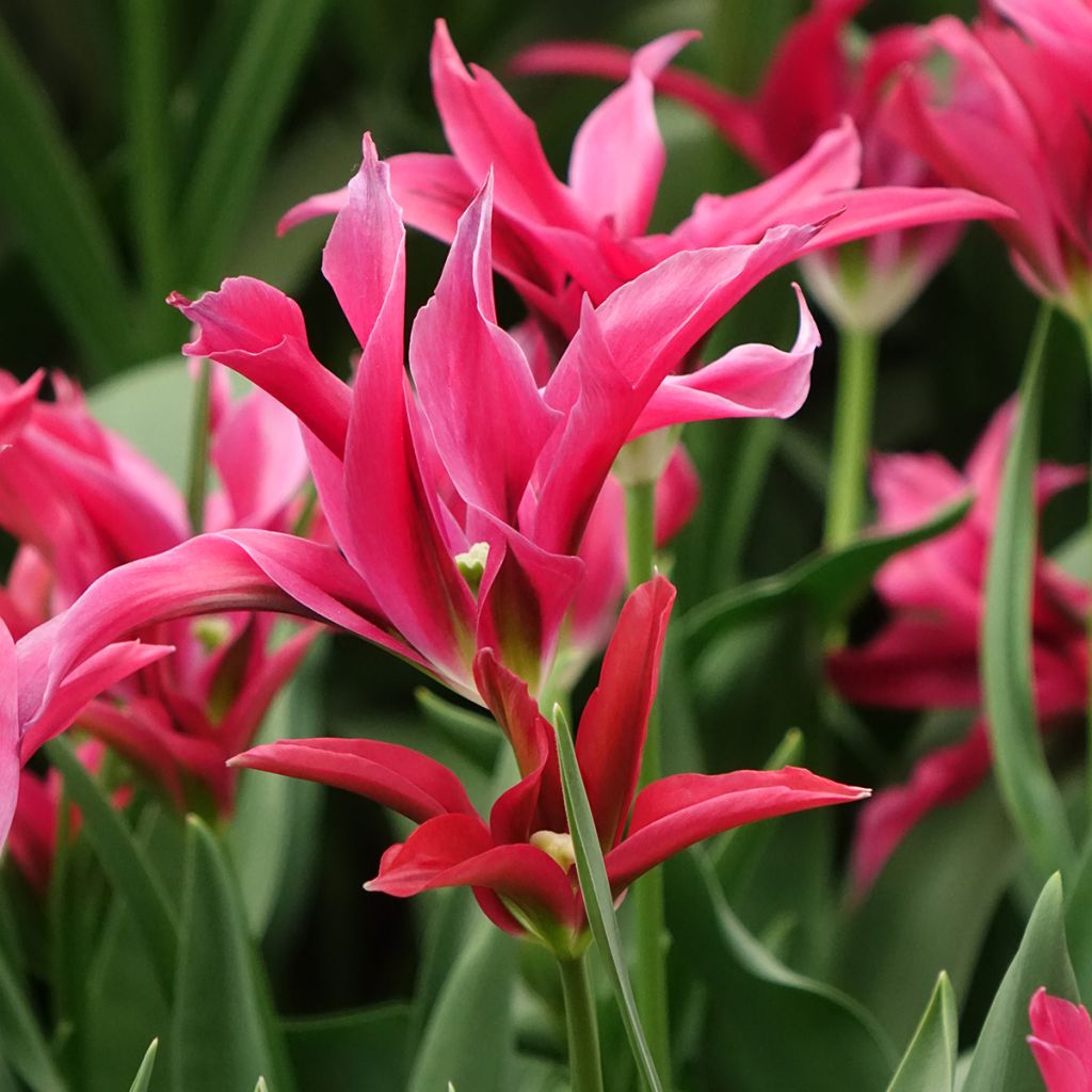 Viridiflora-Tulpe Doll's Minuet