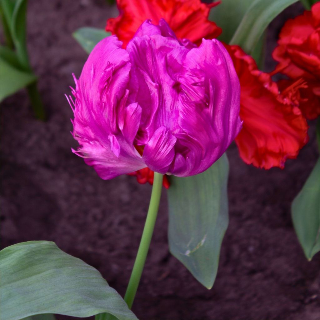 Papageien-Tulpe Parrot Prince