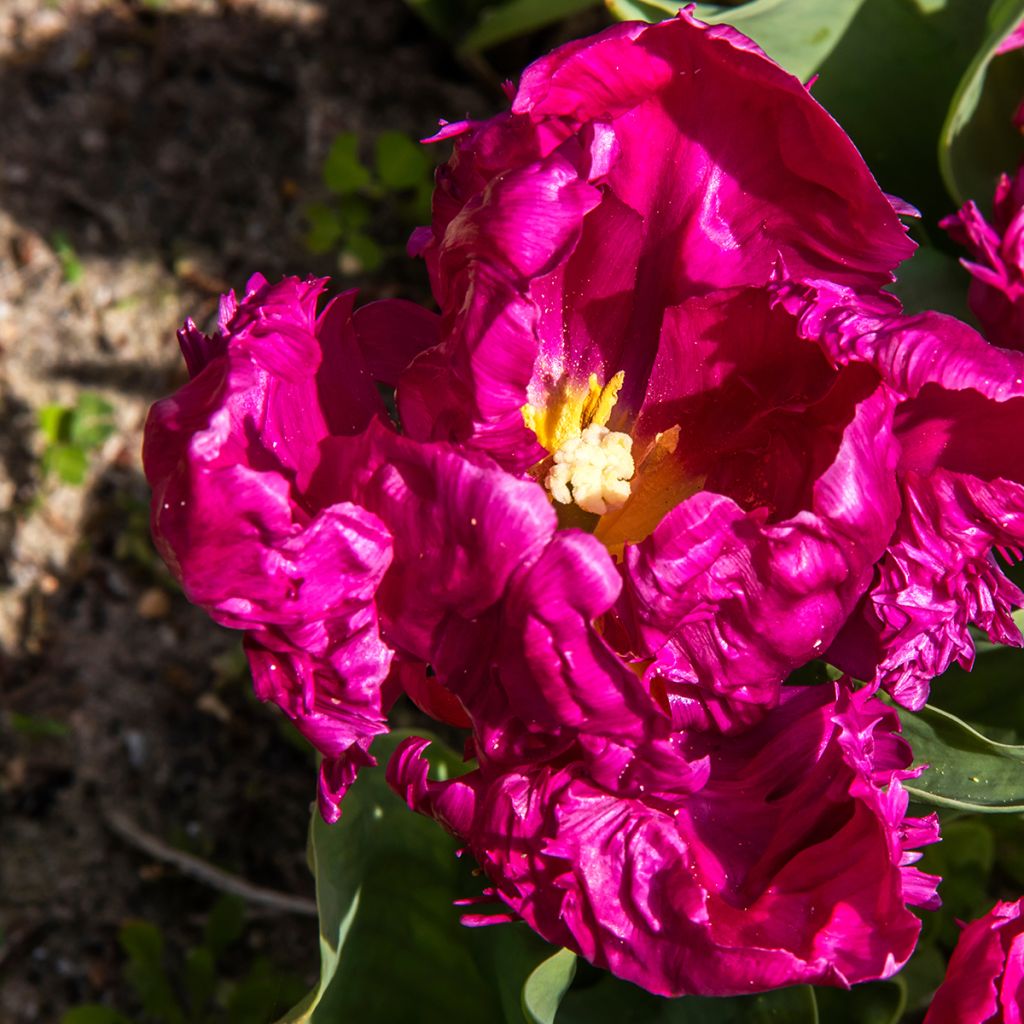 Papageien-Tulpe Parrot Prince