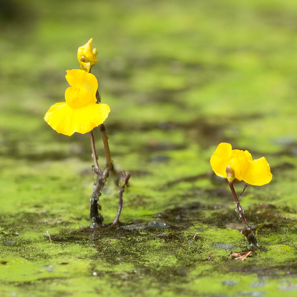 Utricularia vulgaris - Gemeiner Wasserschlauch