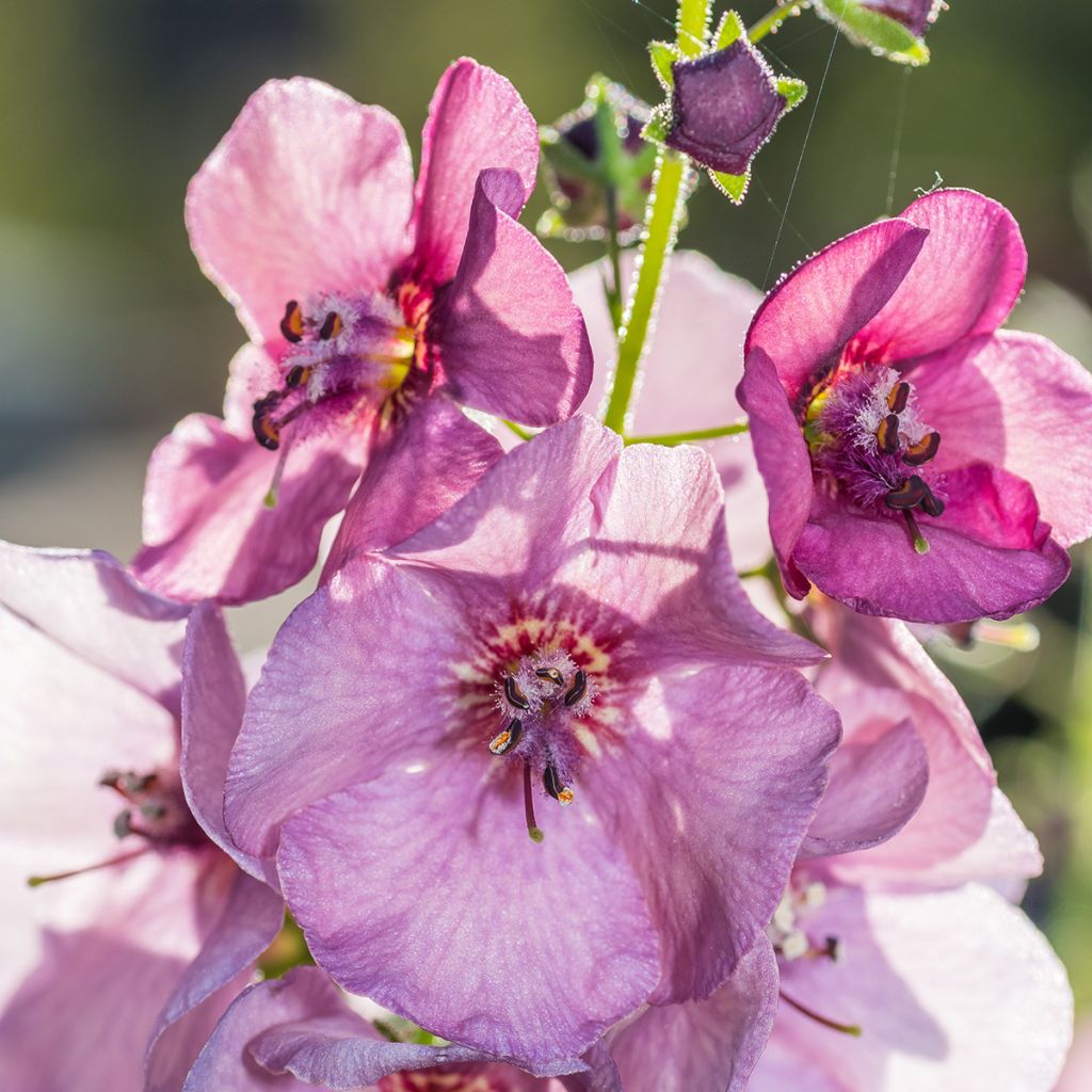 Verbascum Lavender Lass - Königskerze