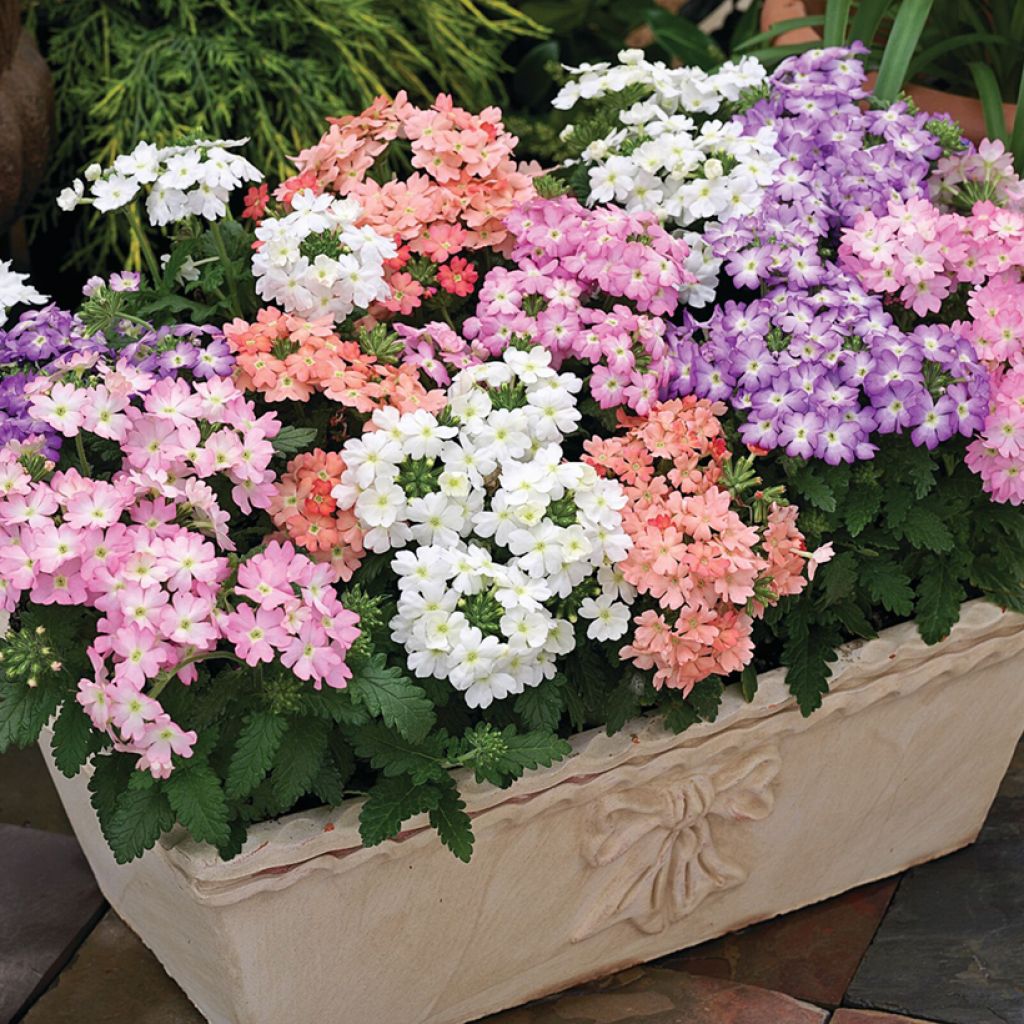 Verbene Tuscany Pastel Mixed (Samen)