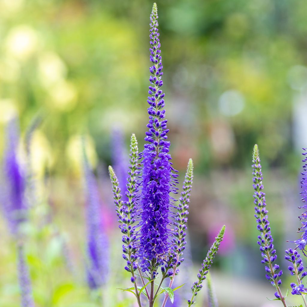 Langblättriger Ehrenpreis First Glory - Veronica longifolia