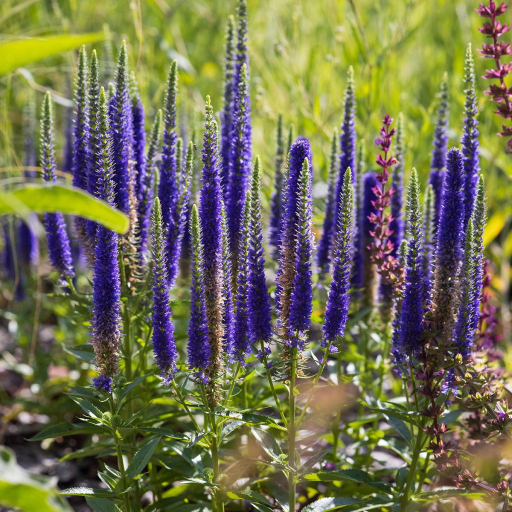 Veronica spicata Ulster Dwarf Blue - Véronique en épis