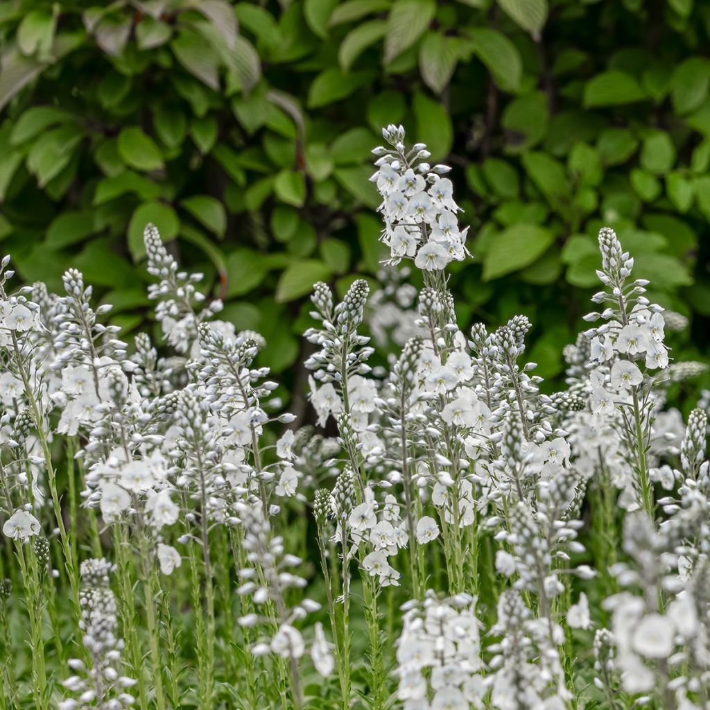 Veronica gentianoides Tissington White - Enzianblättriger Ehrenpreis