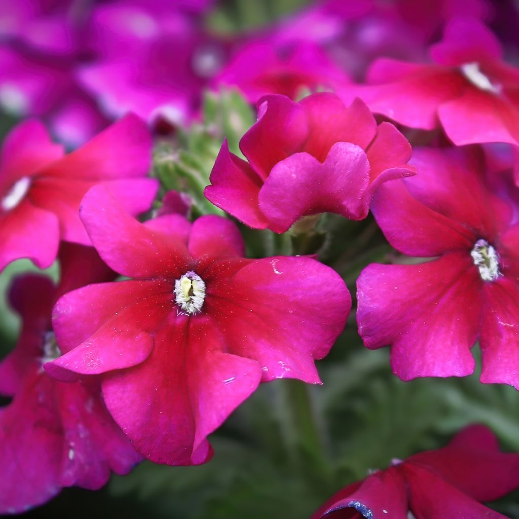 Verbene Endurascape Magenta