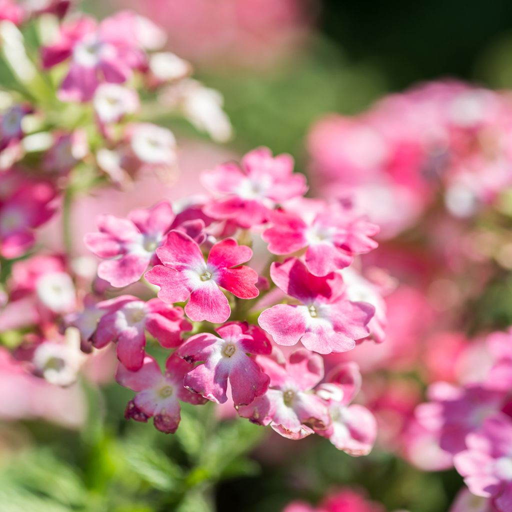 Verbene Endurascape Pink Fizz