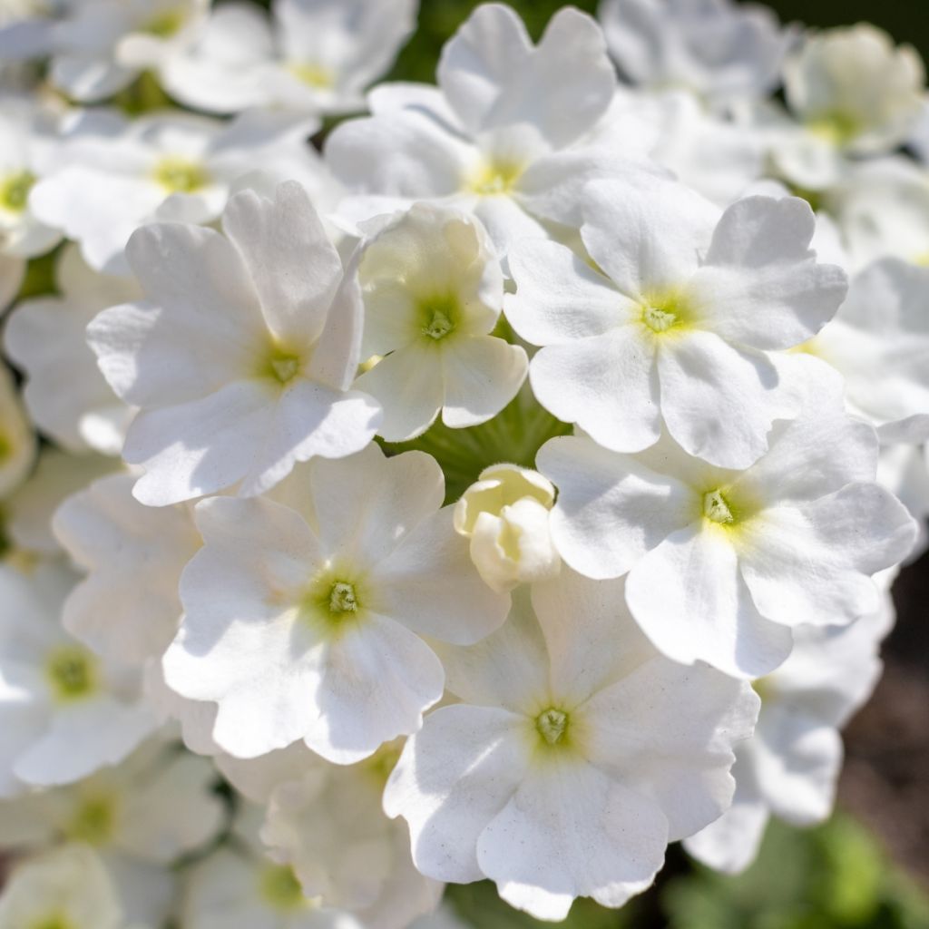 Verbene Endurascape White
