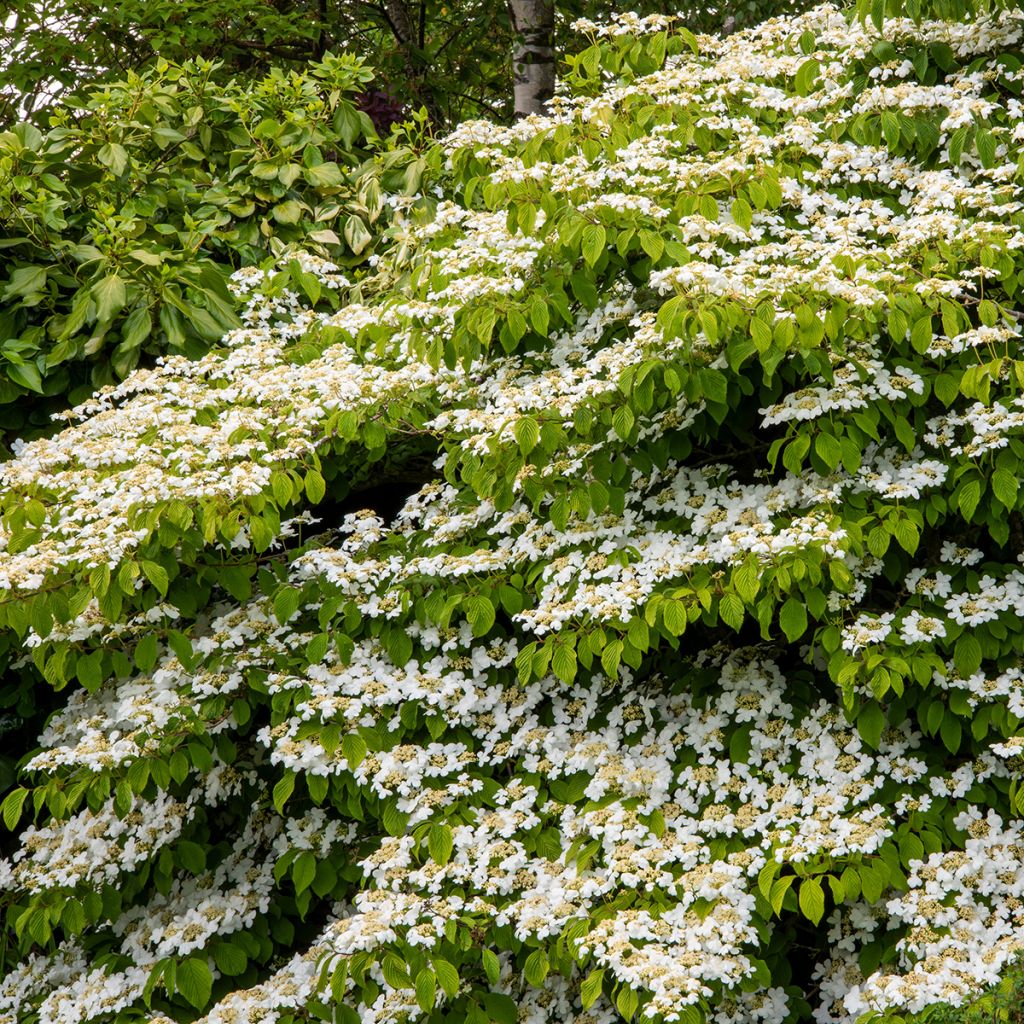 Japanischer Schneeball Mariesii Great Star - Viburnum plicatum
