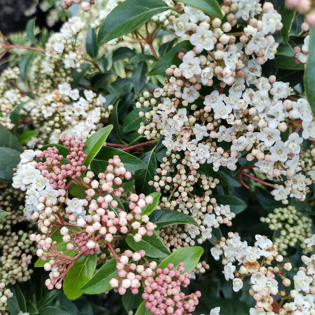 Lorbeerblättriger Schneeball Eve Price - Viburnum tinus