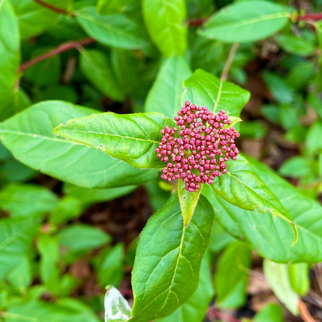Lorbeerblättriger Schneeball Lisarose - Viburnum tinus