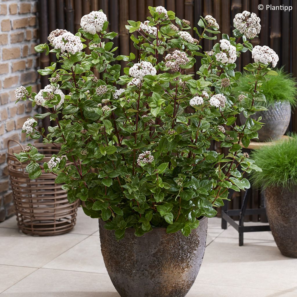 Lorbeerblättriger Schneeball Rock'n Rolla - Viburnum tinus