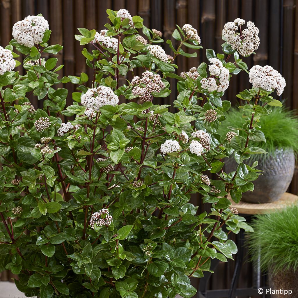 Lorbeerblättriger Schneeball Rock'n Rolla - Viburnum tinus