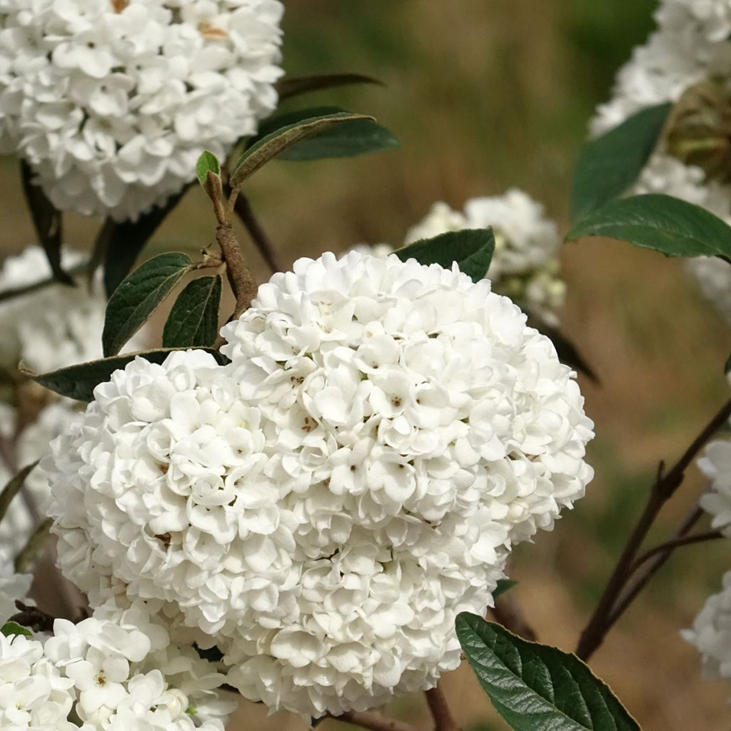 Schneeball Eskimo - Viburnum utile