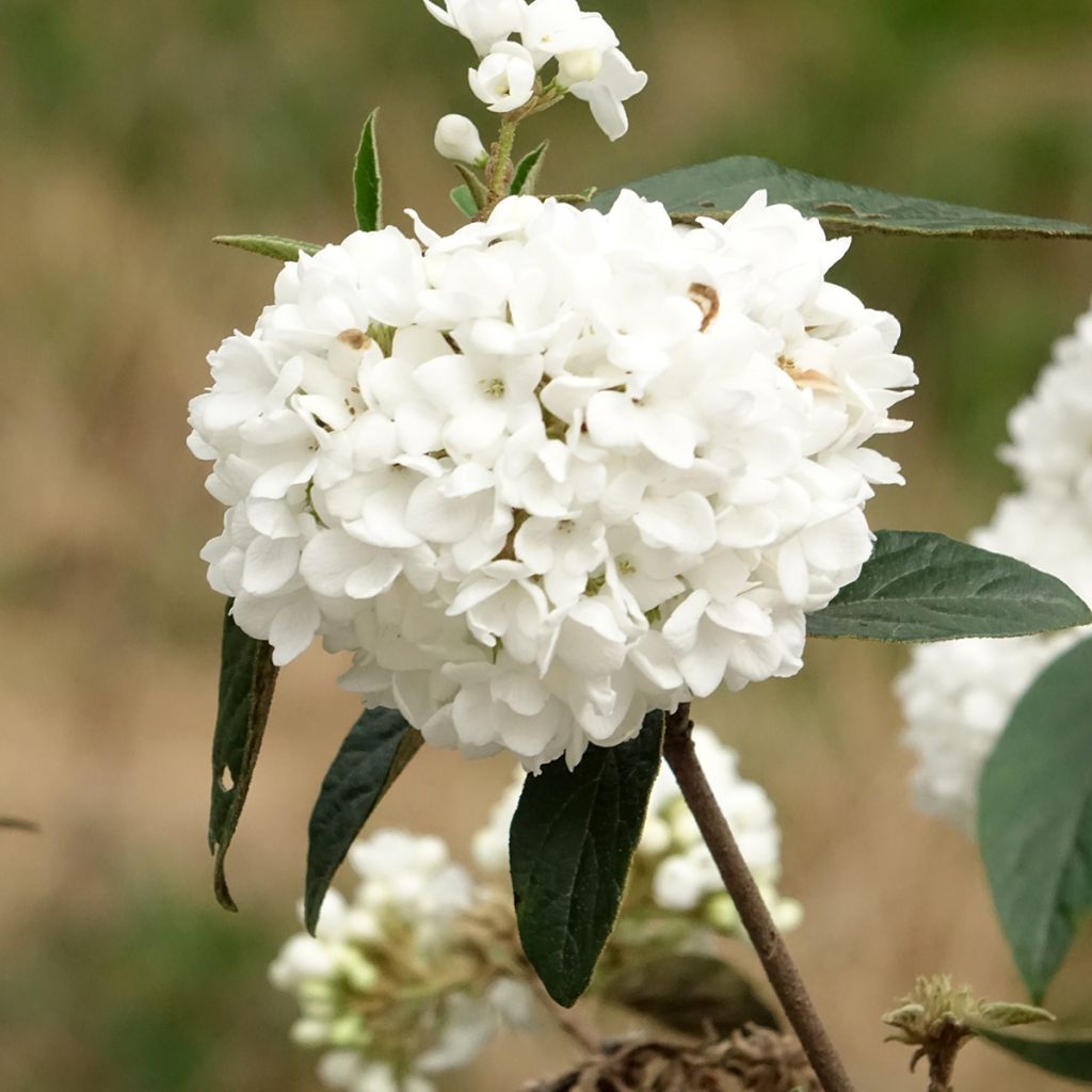 Schneeball Eskimo - Viburnum utile