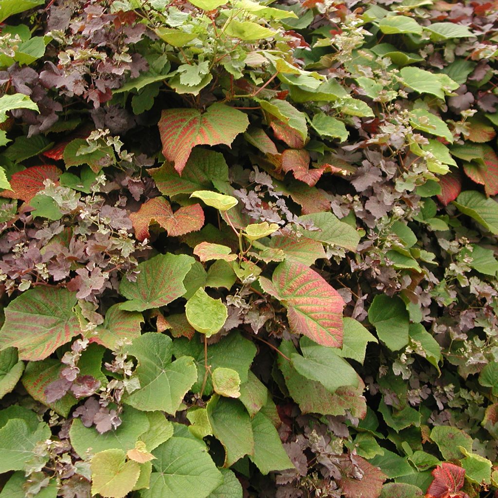 Vitis coignetiae Sunning Dale - Zier-Wein