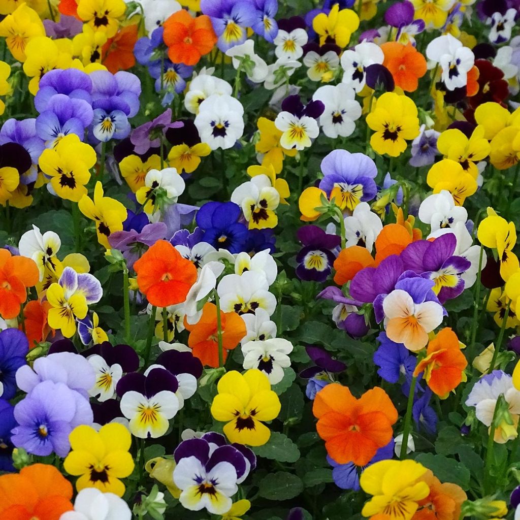Horn-Veilchen Butterfly Mix