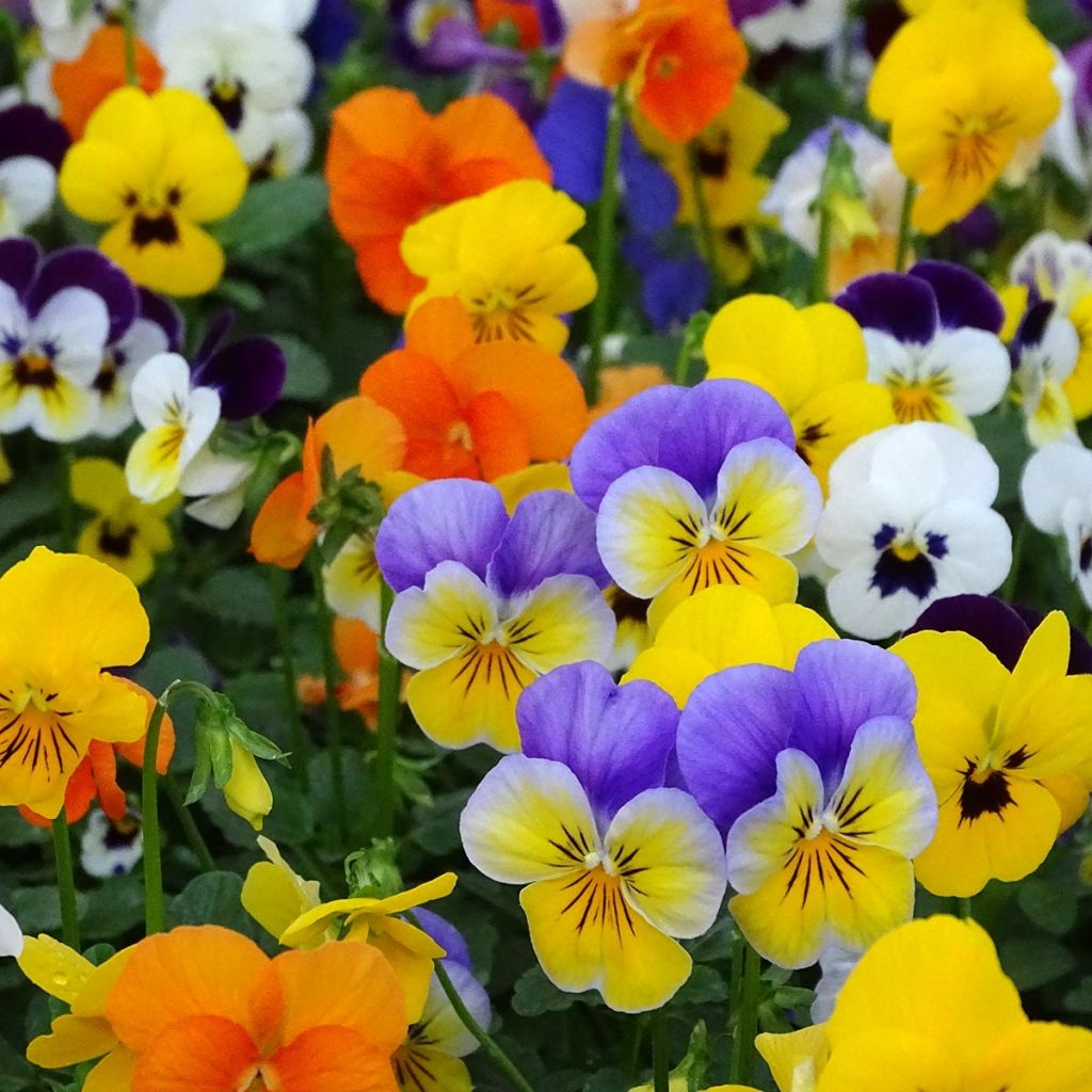 Horn-Veilchen Butterfly Mix
