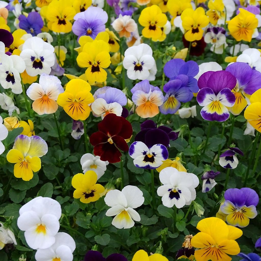 Horn-Veilchen Butterfly Mix