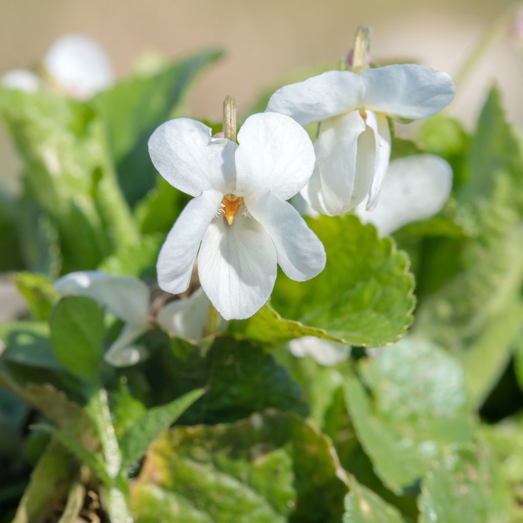 Viola odorata Alba - März-Veilchen