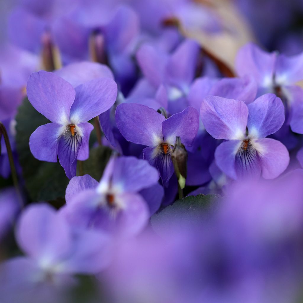 Viola odorata - März-Veilchen