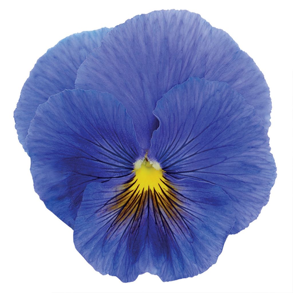 Stiefmütterchen True Blue (Samen)