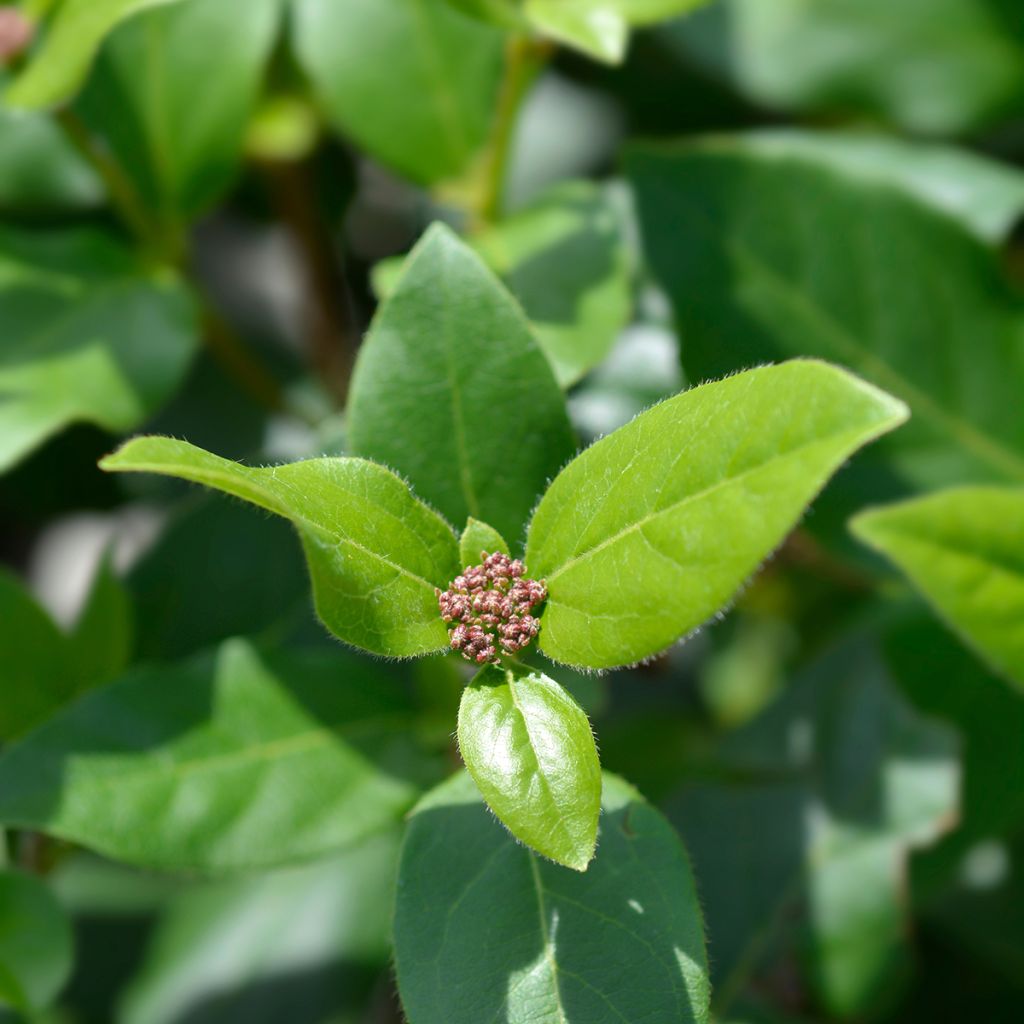 Lorbeerblättriger Schneeball Gwenllian - Viburnum tinus