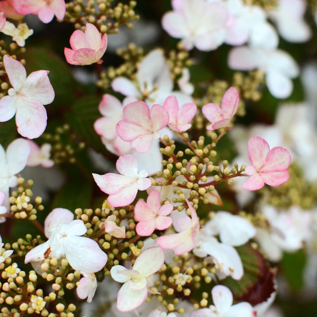 Japanischer Schneeball Pinkawai - Viburnum plicatum