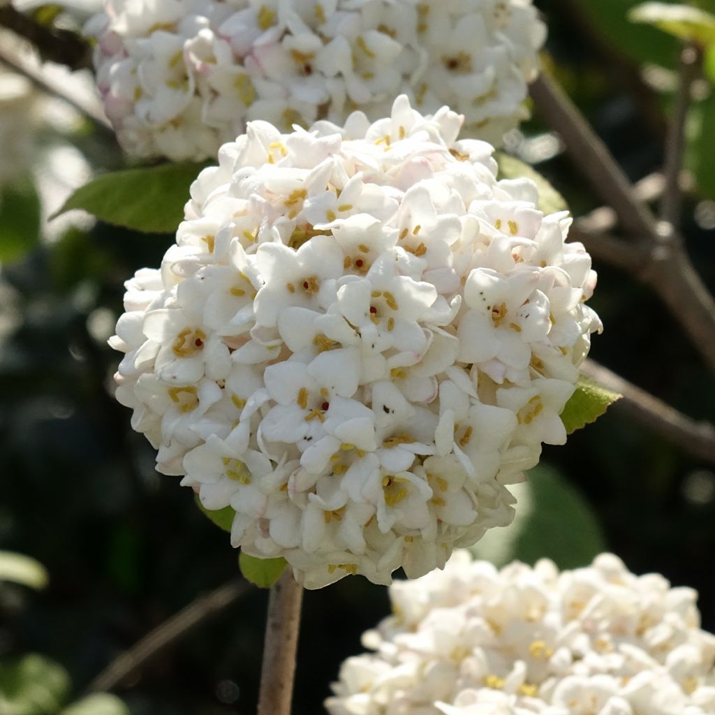 Großblumiger Duftschneeball - Viburnum carlcephalum