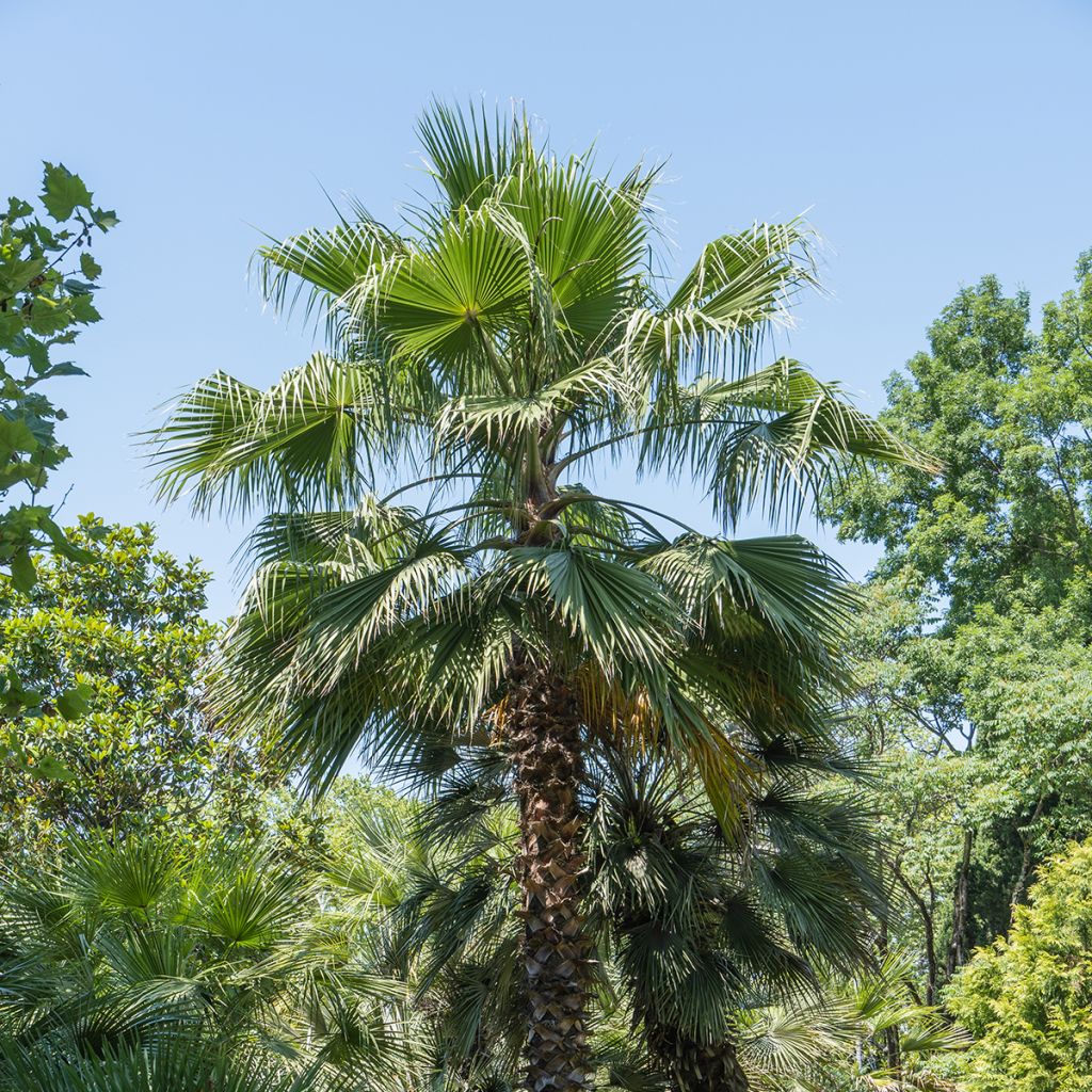 Washingtonia filifera (samen) - Priesterpalme