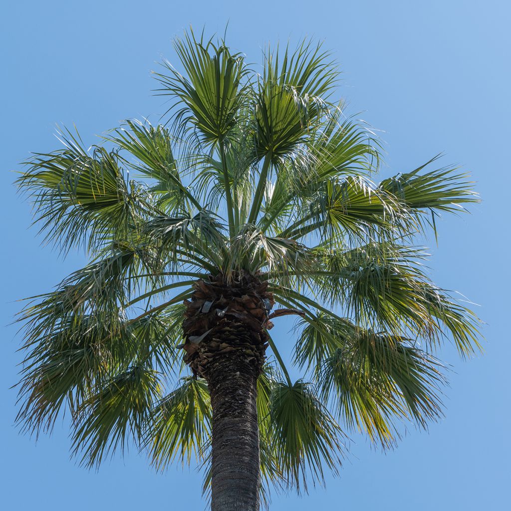 Washingtonia filifera (samen) - Priesterpalme