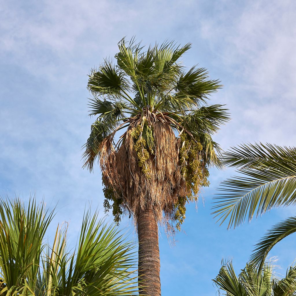 Washingtonia filifera (samen) - Priesterpalme