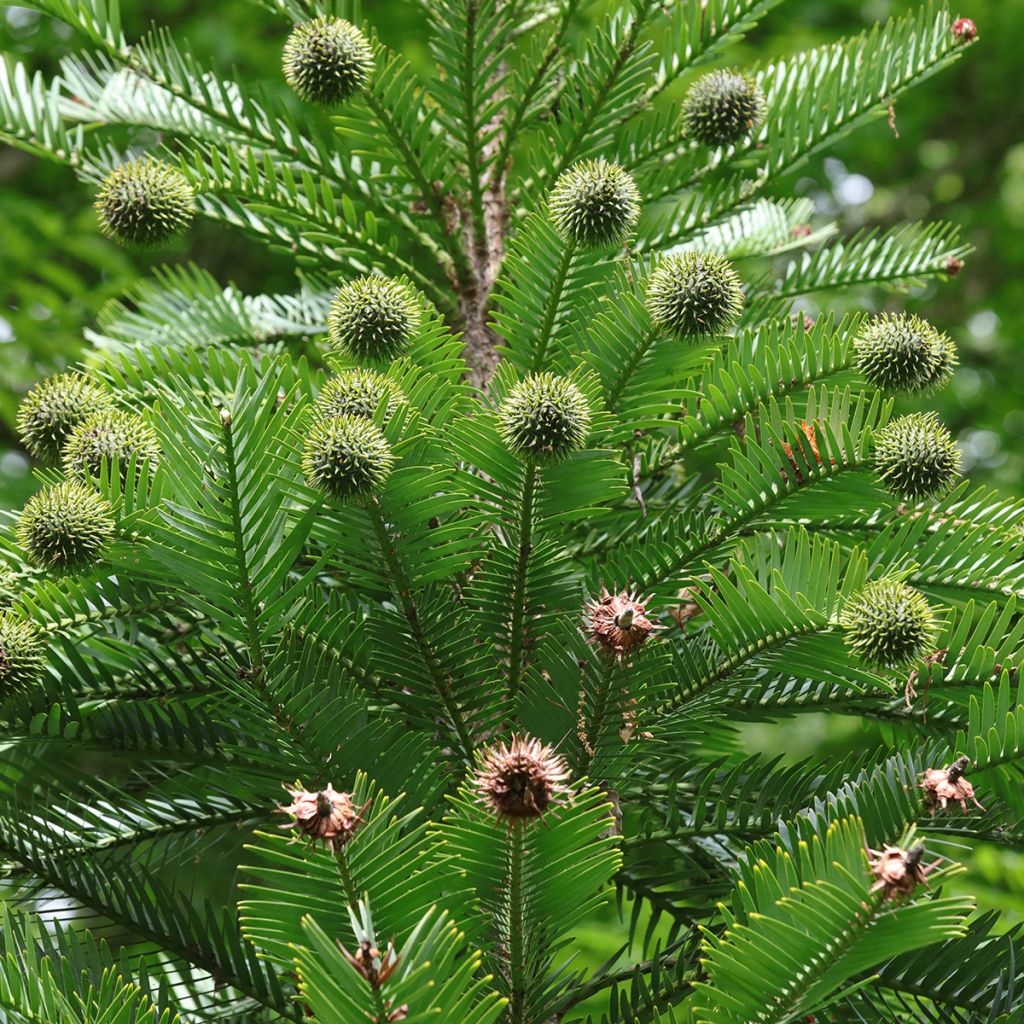 Wollemia nobilis - Wollemie