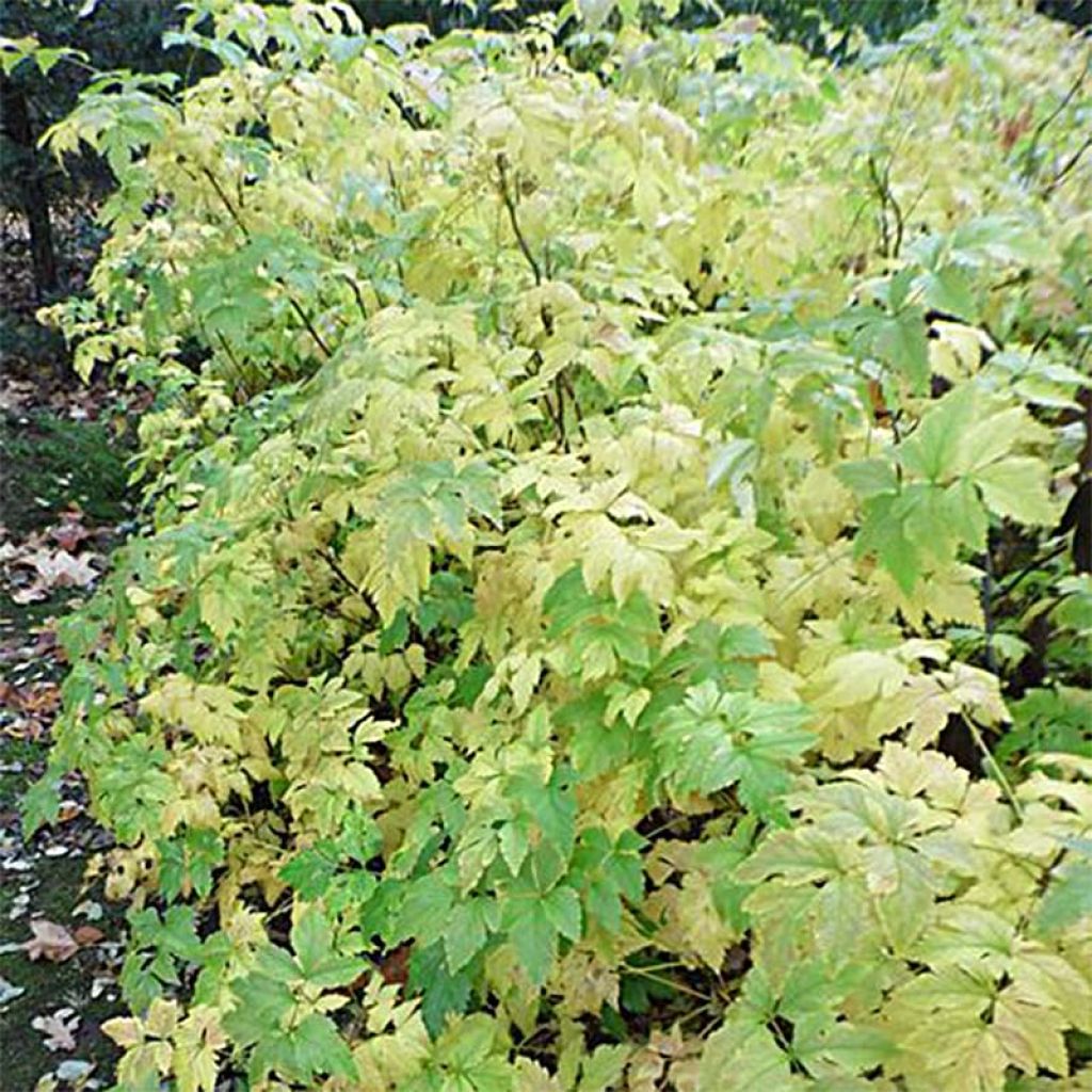 Xanthorhiza simplicissima - Gelbwurz