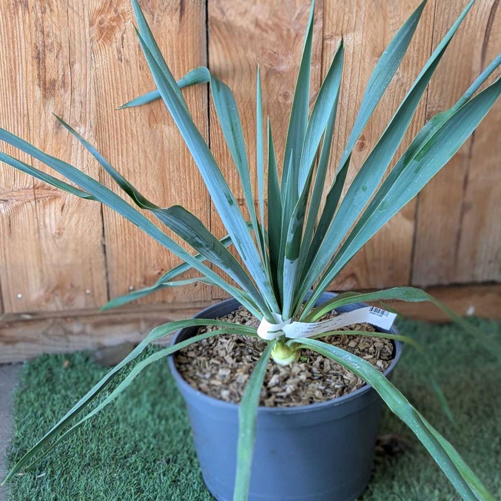 Yucca Silver Anniversary - Palmlilie