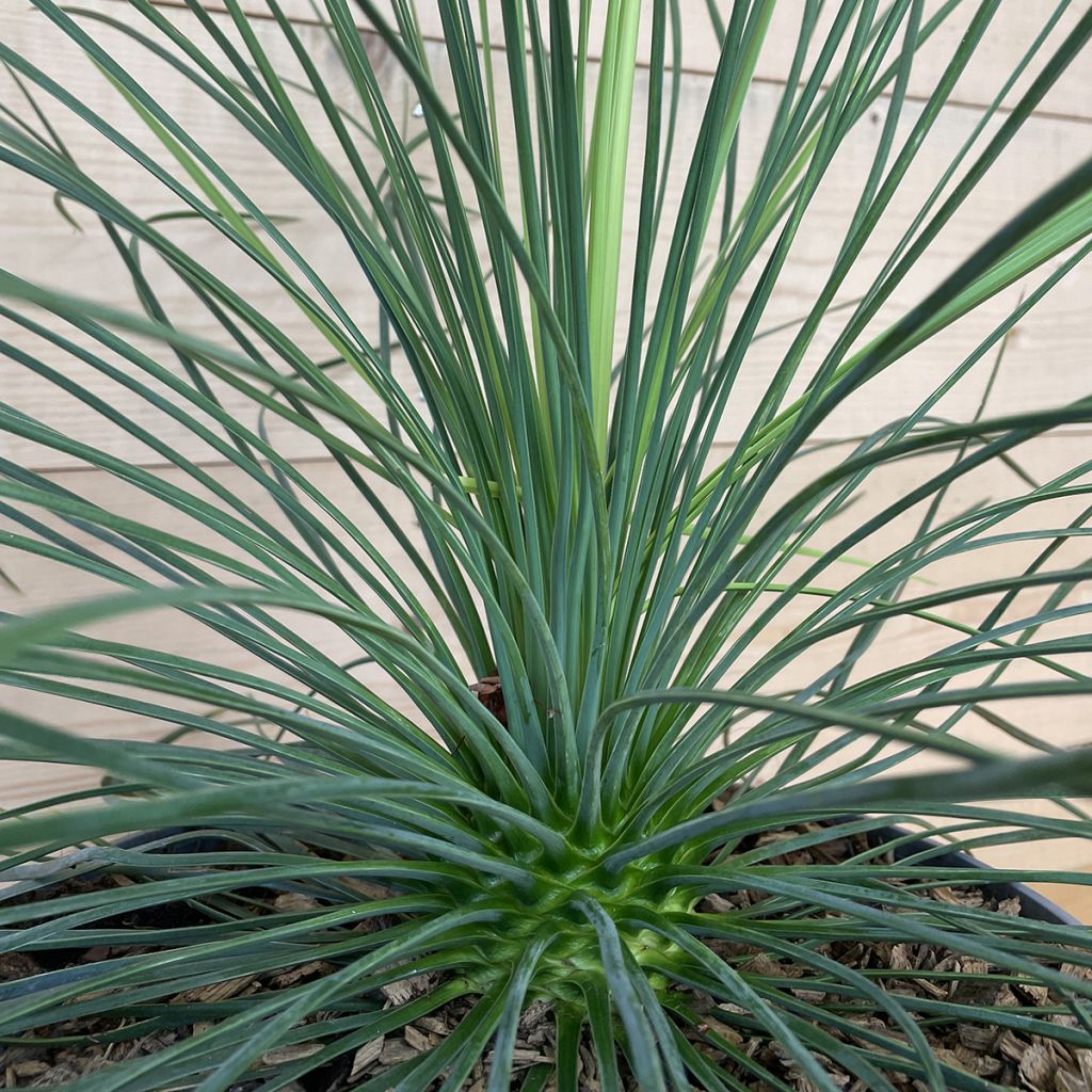 Yucca linearis Cascade - Schmalblättrige Yucca