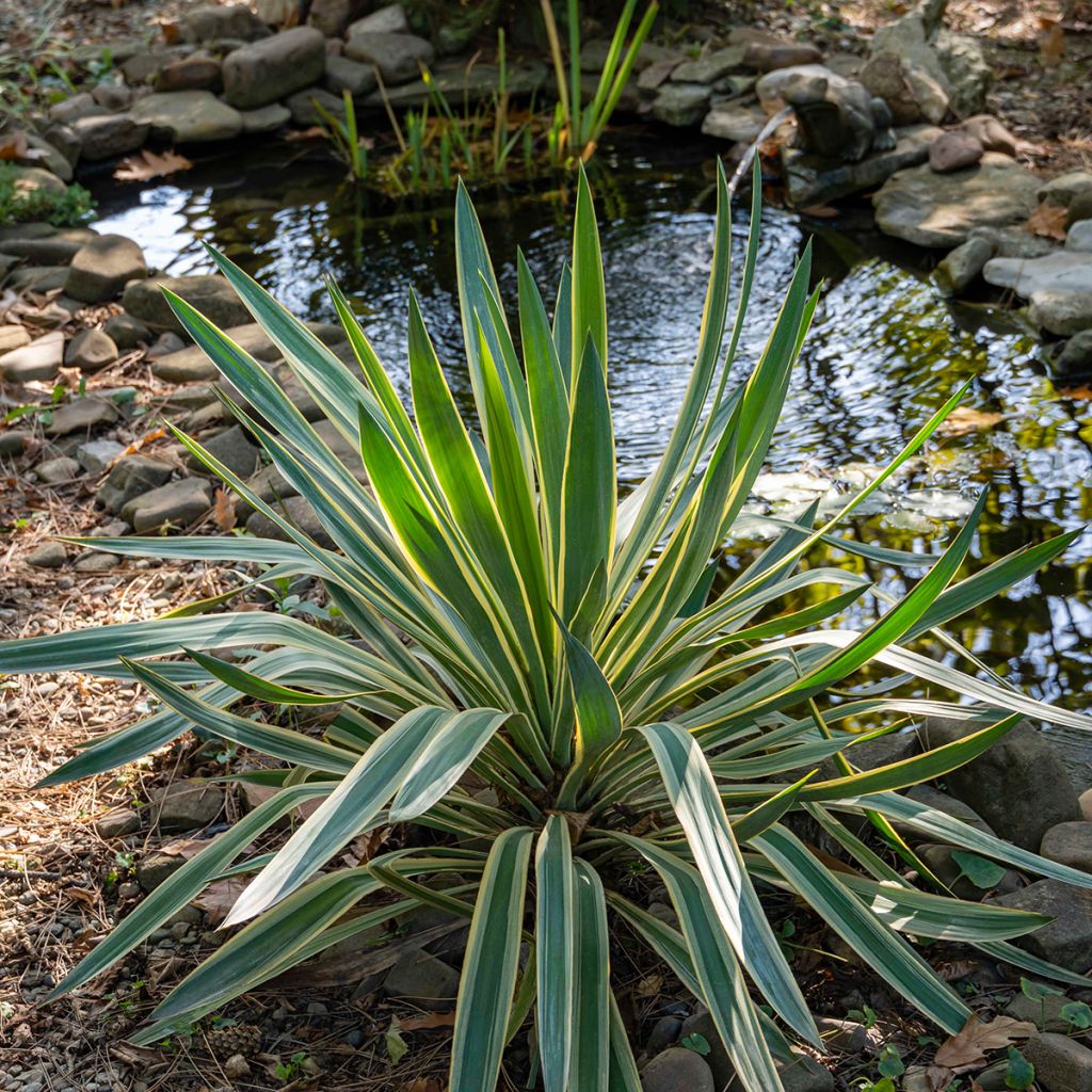 Yucca gloriosa Variegata - Kerzen-Palmlilie