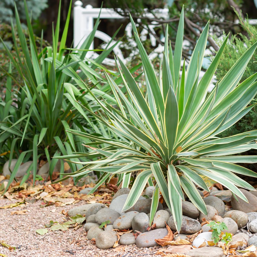 Yucca gloriosa Variegata - Kerzen-Palmlilie