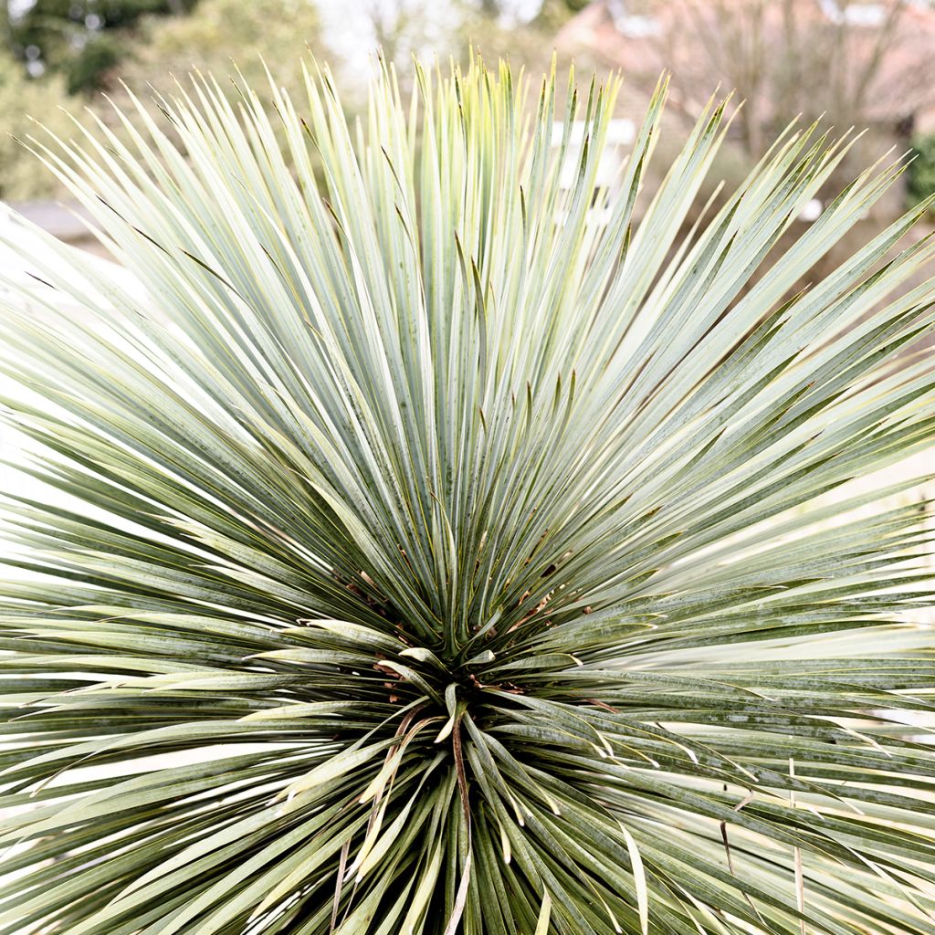 Yucca rostrata Sapphire Skies - Schnabel-Palmlilie