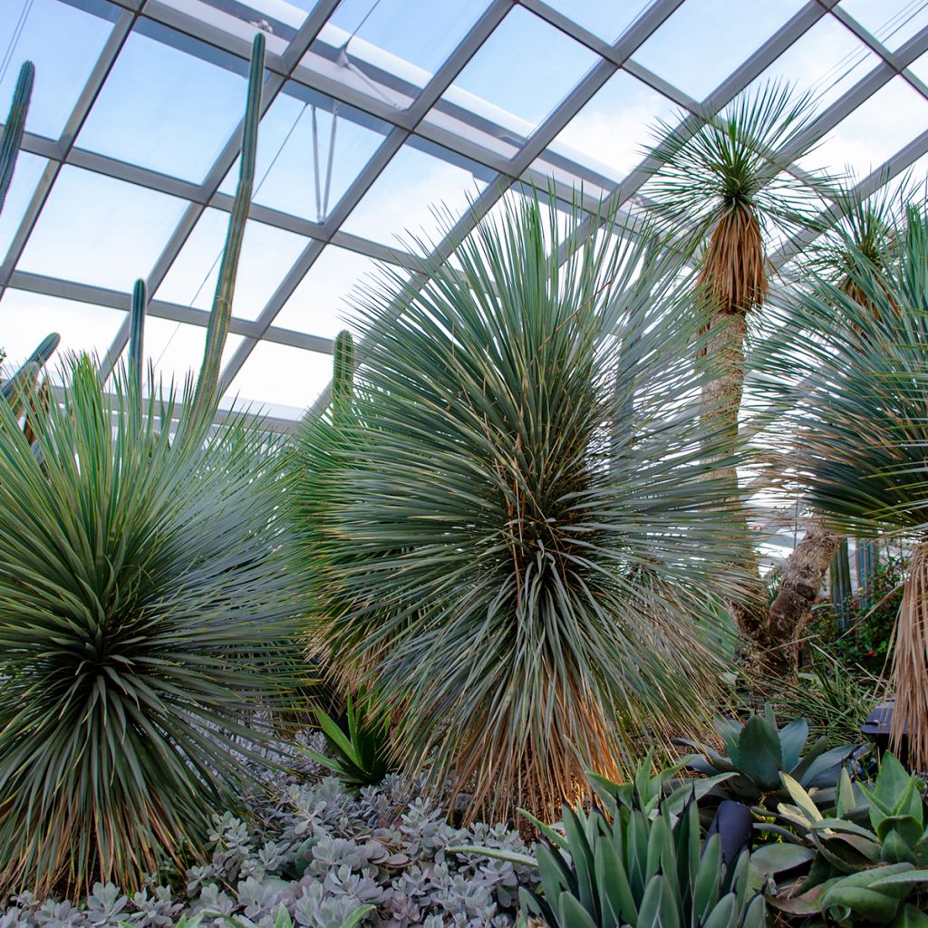 Yucca rostrata Sapphire Skies - Schnabel-Palmlilie