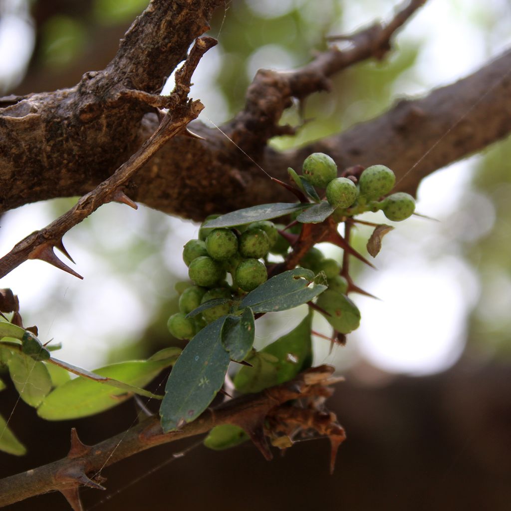 Zanthoxylum americanum - Amerikanische Stachelesche