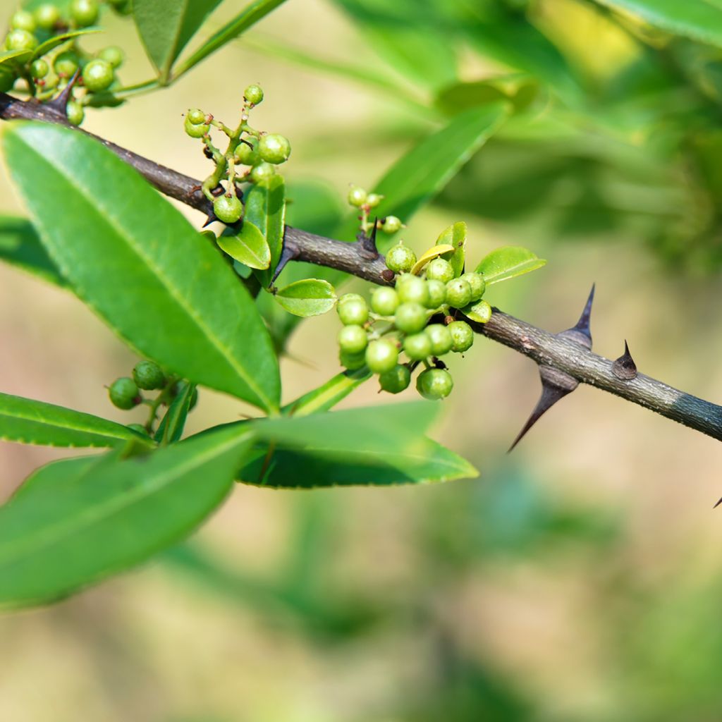 Zanthoxylum armatum - Nepalesischer Pfeffer