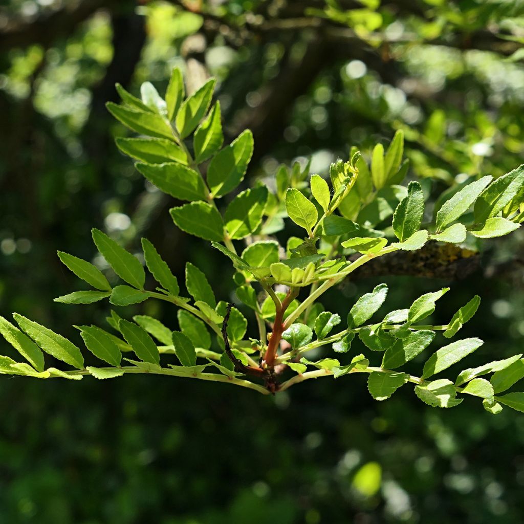 Szechuanpfeffer - Zanthoxylum schinifolium
