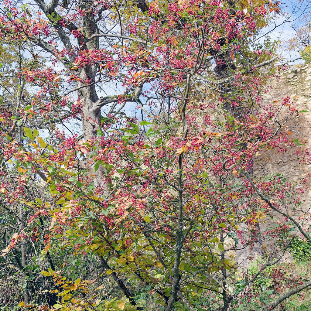 Szechuanpfeffer - Zanthoxylum simulans