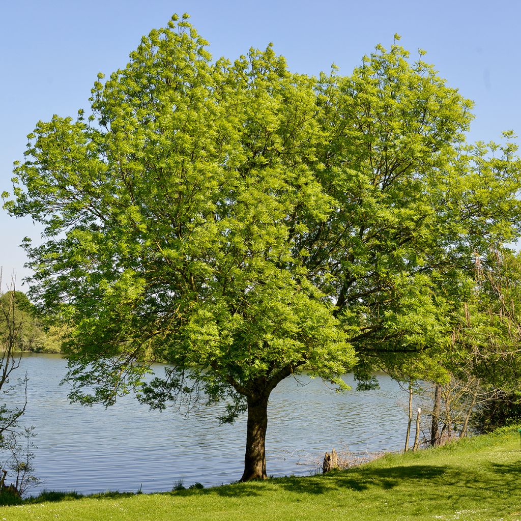 Zelkova serrata - Japanische Zelkove