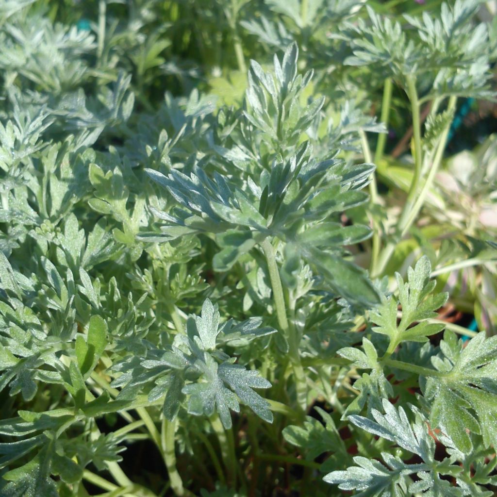 Wermut Bio - Artemisia absinthium